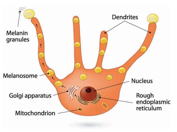 Enroll now in the ongoing Dermatology classes for FMGE 2023 at Kings