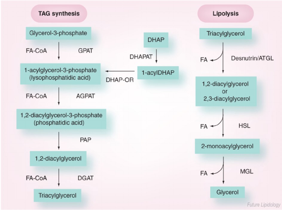 Learn Biochemistry for FMGE 2023 with Kings