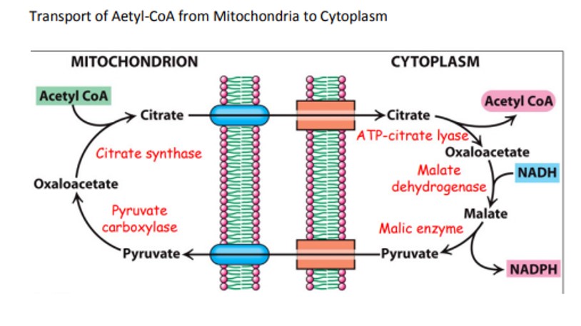 Revise Biochemistry for your FMGE 2023 with Kings